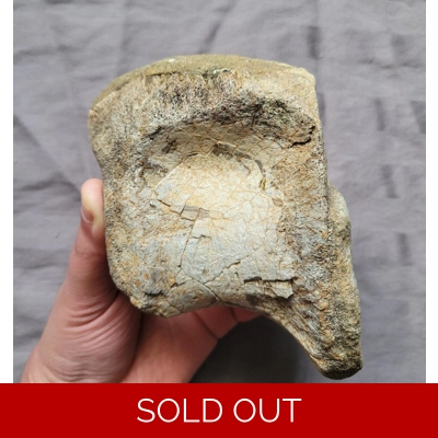 Rare Allosaurus Fossil Jurassic Dinosaur Vertebra Bone From Colorado Rare Allosaurus Fossil Jurassic Dinosaur Vertebra Bone From Colorado